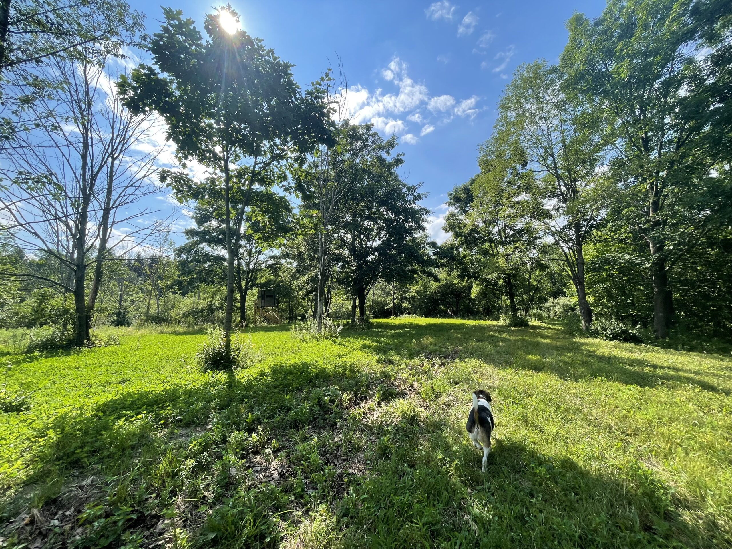 Best Dog-Friendly Hikes in Ontario County